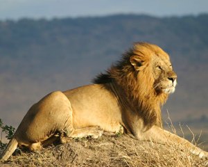 lion-safaris